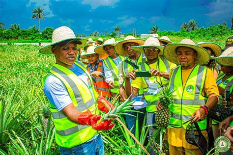 Value-chain across Nigeria’s agriculture sector poor, ineffective ...