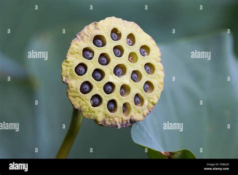 Indian Pink lotus fruit Stock Photo - Alamy