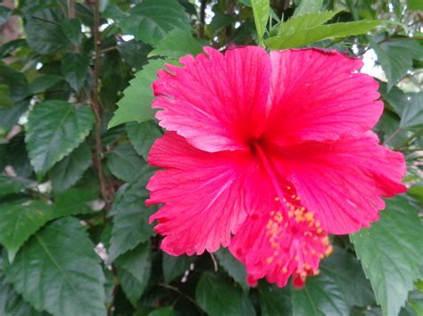 Flowers Blooming in Wild in Sri Lanka