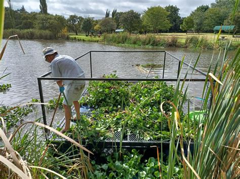 Water Hyacinth – Threat to our waterways and dams - The Bulletin