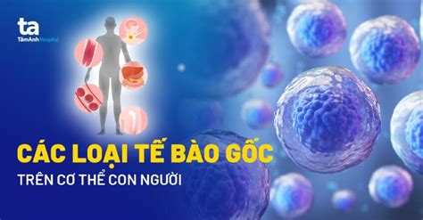 Các loại tế bào gốc phổ biến và cách phân loại như thế nào?