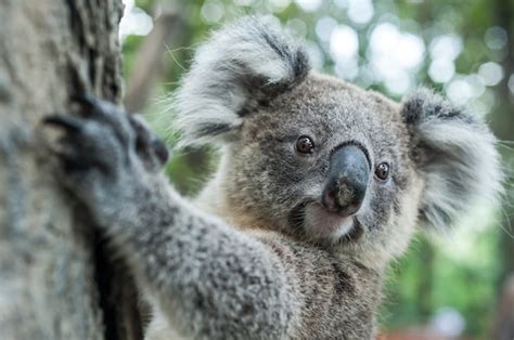 Premium Photo | Australian koala sit on tree, exotic iconic aussie mammal animal in lush jungle ...