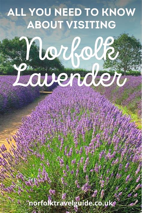 Norfolk Lavender - A Complete Visitor’s Guide | Written by a Local