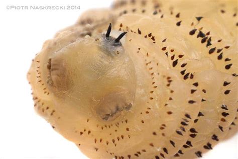 Not for the faint of heart: Scientist grows a maggot inside his skin