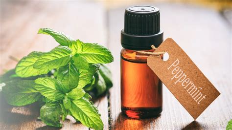 Mentha Piperita: Peppermint Health Benefits and Uses | NOREX