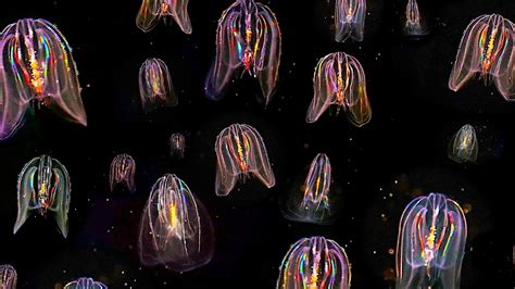 Glowing Jellyfish Wallpapers (67+ images)