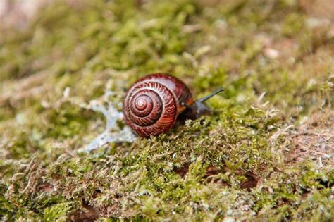 Premium Photo | Garden snail on the surface of old stump with moss in a ...