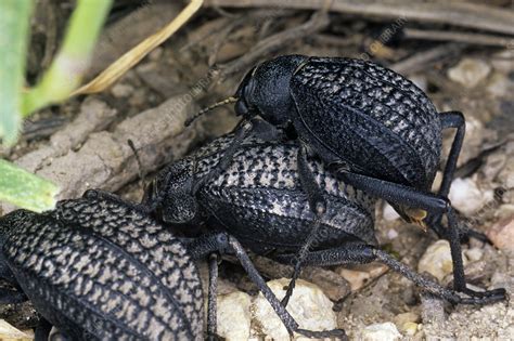 Desert beetles - Stock Image - Z330/0452 - Science Photo Library