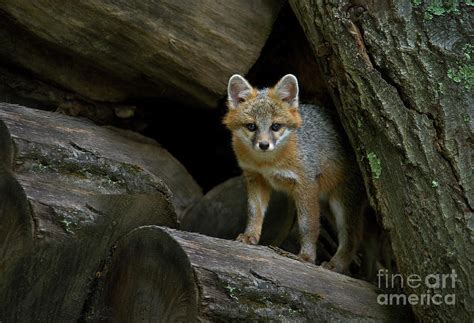 Gray Fox Den Photograph by Gary W Griffen - Fine Art America