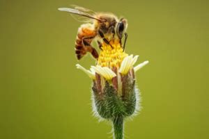 Importance of wild bees for biodiversity - Karin Albers & Mobilane