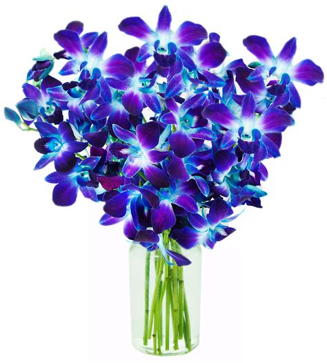 Galleon - KaBloom Exotic Blue Sapphire Orchid Bouquet Of 10 Fresh Blue Dendrobium Orchids From ...