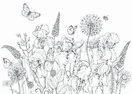 Flower Garden Sketch at PaintingValley.com | Explore collection of ...