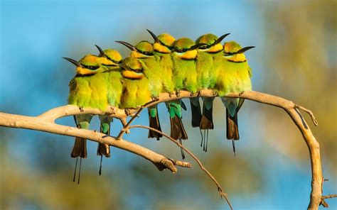 BirdLife Australia's inaugural Australian Bird Photographer of the Year ...