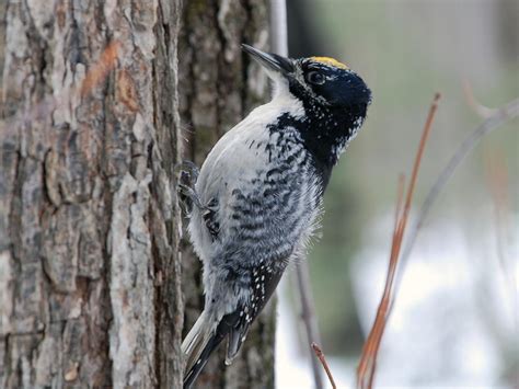 American Three-toed Woodpecker "Picoides dorsalis" | Boreal Songbird Initiative