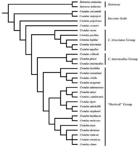 Classification Of Snake From Kingdom To Species - Snake Poin