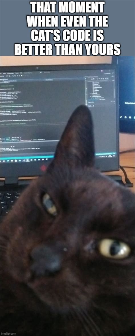 Programming Cat - Imgflip