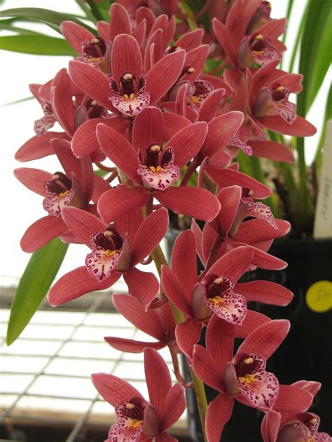 Cymbidium Nancy Maxwell ‘Shirley’ (cascading stems.)| | Orchids, Orchid varieties, Flower spike