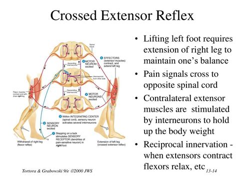 PPT - Chapter 13 The Spinal Cord & Spinal Nerves PowerPoint ...