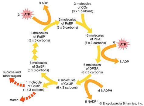 The first organisms – Sealth