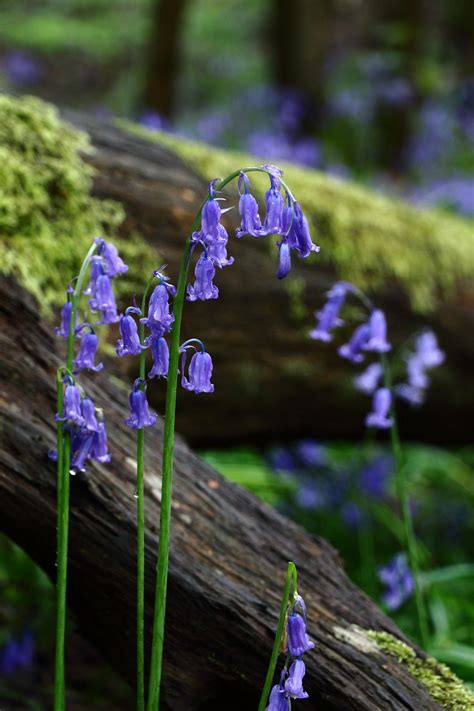 Bluebell Bluebells Field - Free photo on Pixabay - Pixabay