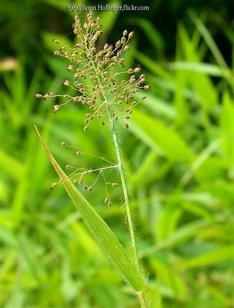 Panicum - Bonide