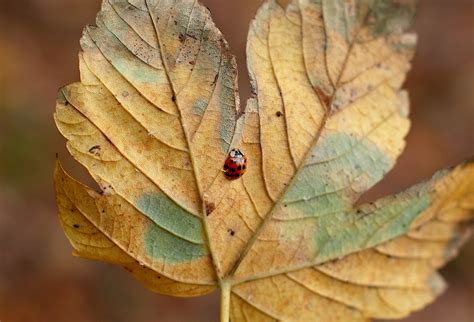 Red Ladybug On Leaf · Free Stock Photo