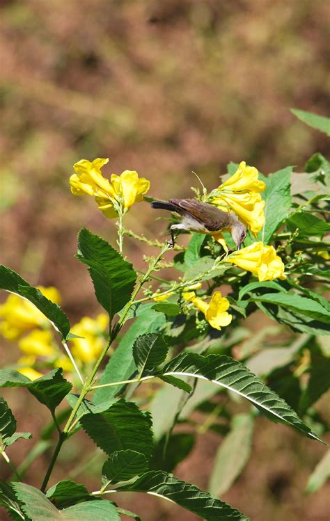 Goa Bird Free Stock Photo - Public Domain Pictures