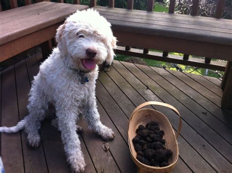 Introduction to Truffle Hunting- DIY | Truffle Dog Company