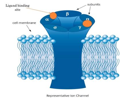 Drug receptors in pharmacology