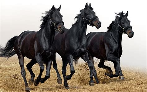 Discover 142+ black horse wallpaper 4k super hot - 3tdesign.edu.vn