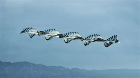 Photos of Birds in Flight Seamlessly Strung Together – BOOOOOOOM! – CREATE * INSPIRE * COMMUNITY ...