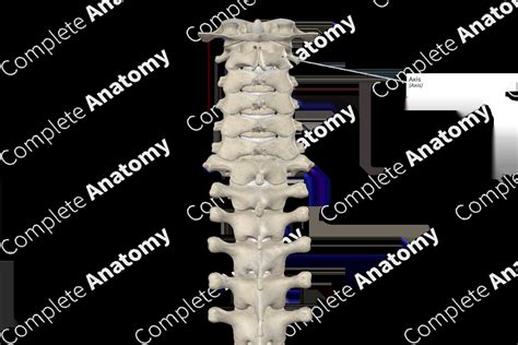 Axis | Complete Anatomy