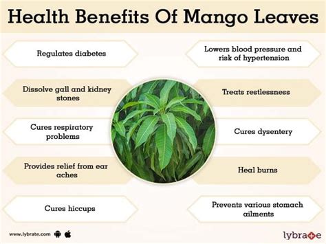 Mango Leaves Tea For Diabetes - DiabetesWalls