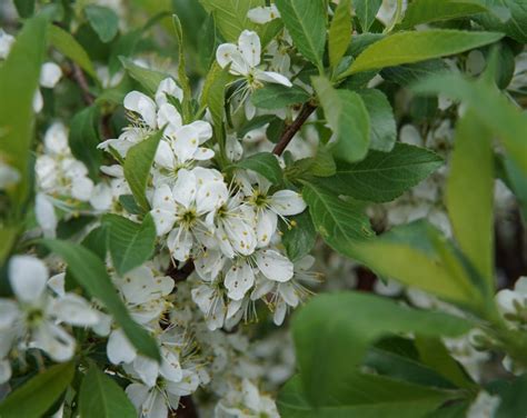 Compass Cherry Plum • Kiwi Nurseries Ltd