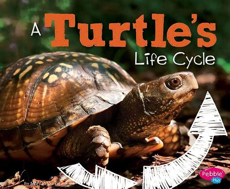 Discover the Fascinating Timeline of Box Turtle Egg Hatching ...