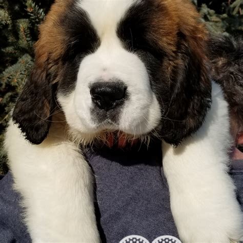 St. Bernard Puppies For Sale | Fairbanks, AK #275053