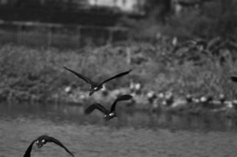 Diary 3: Santragachi Jheel - Tripoto