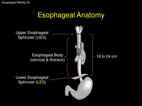 PPT - Esophageal Motility Disorders PowerPoint Presentation, free download - ID:6701046