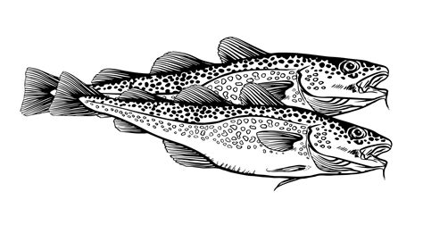 Ink Hand drawn vector illustration of two cod fish, Gadus morhua, on white background 20399473 ...