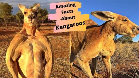 Top 102 + Australian animals kangaroo facts - Lestwinsonline.com