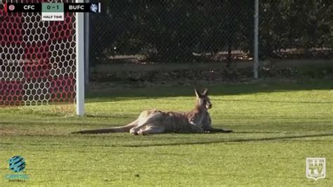 Kangaroo interrupts soccer game, tries out as goalie - CBS News