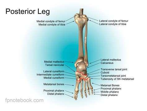 Leg Anatomy
