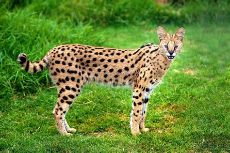 African serval cat spotted in Tiny Township - Barrie News