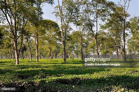 1,489 Assam Tea Stock Photos, High-Res Pictures, and Images - Getty Images