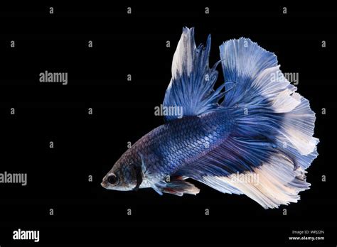 Blue and white betta fish, siamese fighting fish on black background ...