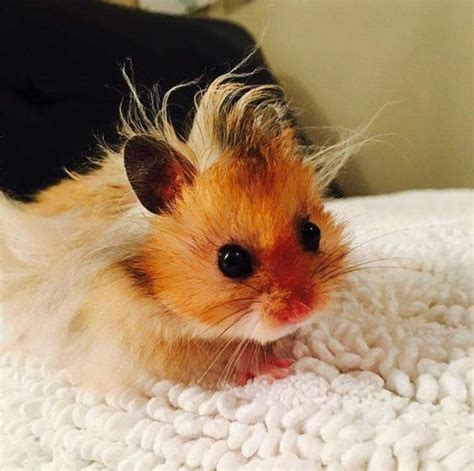 Baby hamster with a punk hairdo. : r/aww