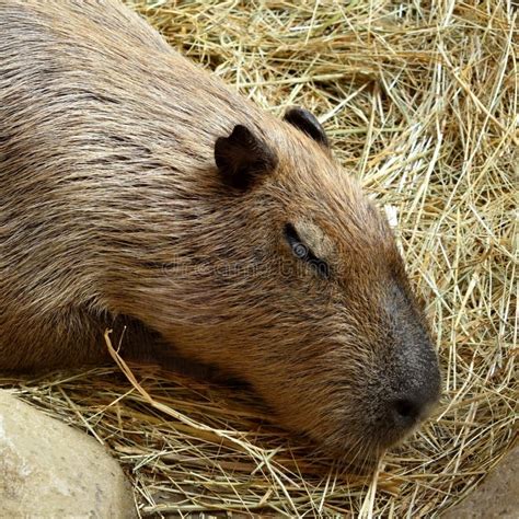 Capybara is sleeping stock image. Image of america, hydrochaeris - 138040845