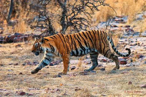 Machli (T-16), female Bengal Tiger (Panthera tigris tigris… | Flickr