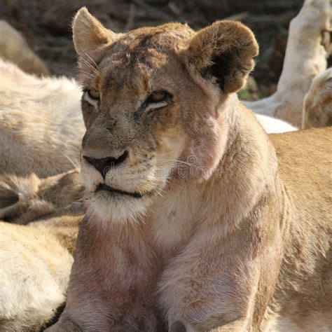 Lioness in Kruger National Park Stock Image - Image of lioness, animals ...