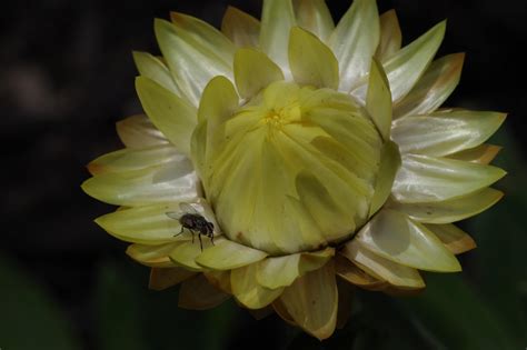 Cranbourne Botanical Gardens 5 - Small Fy in a Big World - PentaxForums.com